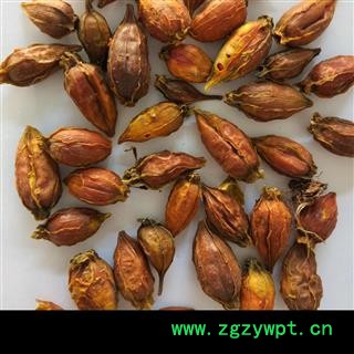 栀子 福建栀子统货 产地 福建 华美中药 产地直销 重在品质图3