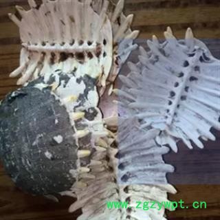 安祁名药 精选鳖甲 甲鱼 水鱼图2