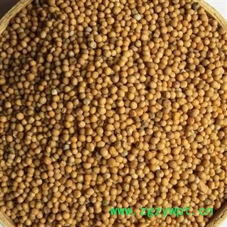 正品 白芥子 选 产地 四川 华美中药 产地直销 重在品质图3