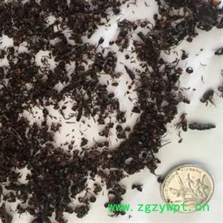 安祁名药蚂蚁 红蚂蚁图2