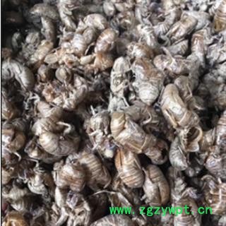 安祁名药蝉蜕图2