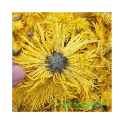 菊花 金丝皇菊茶用 产地 安徽省