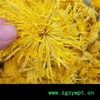 菊花 金丝皇菊茶用 产地 安徽省图2