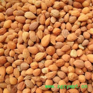 郁李仁 郁李仁甘肃货 产地 安顺药业 你值得信赖 甘肃图2