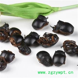 大将军 秦岭优质正品 蜣螂 屎壳郎 手工挑选 干净500g图2