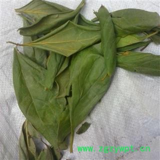 小丽百草行柿子叶  手摘柿子叶图2