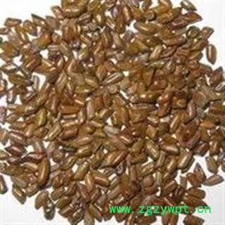 决明子 国产好统货 含量合格  产地 山东省图2