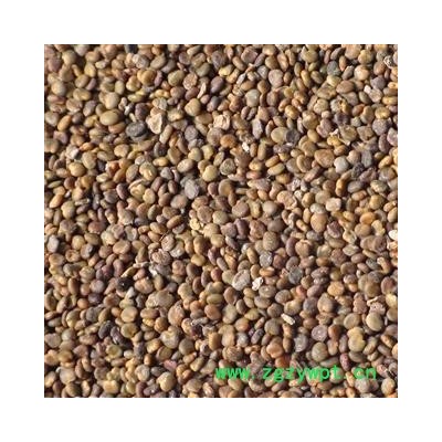 沙苑子 沙苑子新货净货 产地 陕西省