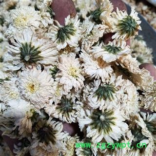 菊花 产地直销贡菊花太阳花新货颜色白干度好一袋500克 产地 安徽省图4