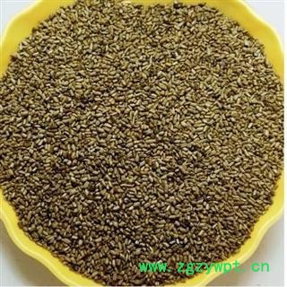 决明子 大粒 决明子 选 产地河南 德誉堂药业批发各种中药材图3