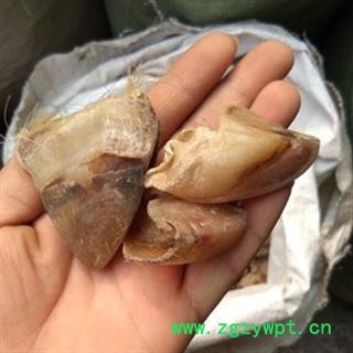 猪蹄甲 生猪蹄甲 新鲜 无杂质 产地 山东省图2