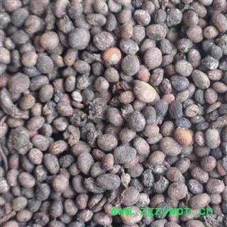 急性子 选 急性子 产地 河南省 德誉堂药业批发各种中药材图3