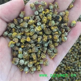 野菊花 野菊花 新货上架 低价售  颜色好 干净  产地 山东省图2