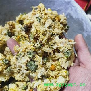 菊花 杭白菊胎菊统货 产地 浙江省图3