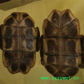 万信药业！！龟甲 旱龟板 乌龟下甲 精选 生剥没有肉 产地 广东省图2