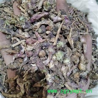 款冬花 款冬花净货 产地 甘肃省图2