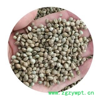 火麻仁 统 火麻仁 产地 安徽 批发各种中药材图4