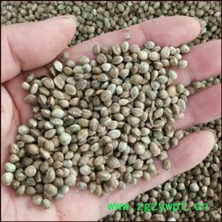 火麻仁 统 火麻仁 产地 安徽 批发各种中药材图3