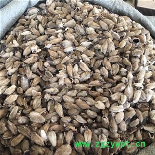 精品选装辛夷 辛夷花 个大 完整 柄子少 新店上线价格低规格齐全图2