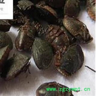 九香虫 统小九香虫 产地直销  产地 河南省图2