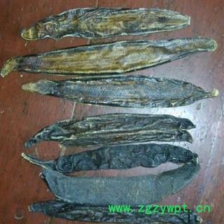 水蛭 小水蛭清水吊杆货 稻田货 产地 广西壮族自治区图2