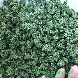 三七花 两年生三七花无柄小选货 产地 云南省图3