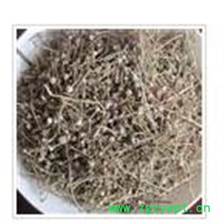 谷精草 谷精草统段 产地 江苏省南京市市辖区图2