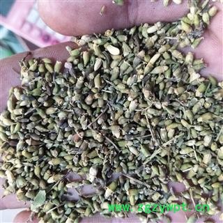 槐花 产地直销槐米新货颜色好，货干净 统货 产地 山东省图3