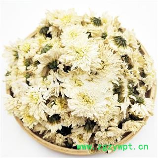 贡菊花 太阳菊 选货 精品大朵 茶用无碎瓣图2