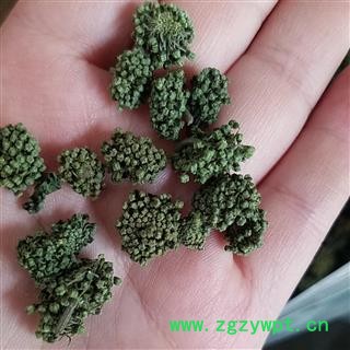 三七花 精品小选 三七花 纯青 颜色好图2