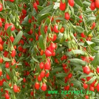 德誉堂药业枸杞 红枸杞 枸杞子 产地 宁夏 批发各种中药材图4