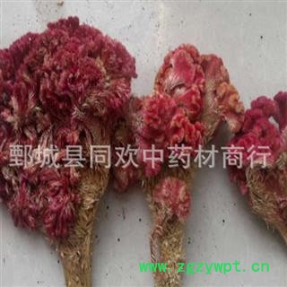 【新货鸡冠花】@【同欢药材】中药材批发供应  规格齐全 量大从优  产地 山东省图3