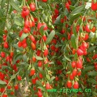 德誉堂 枸杞 红枸杞 选装枸杞子 产地 宁夏图4