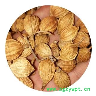 批发  香砂 开口香砂  德誉堂药业批发零售各种中药材图4