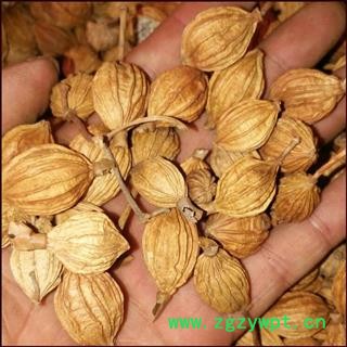 批发  香砂 开口香砂  德誉堂药业批发零售各种中药材图3