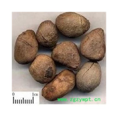 大风子 选 大枫子 批发零售各种中药材 花茶 矿石 产地 广西壮族自治区防城港市上思县