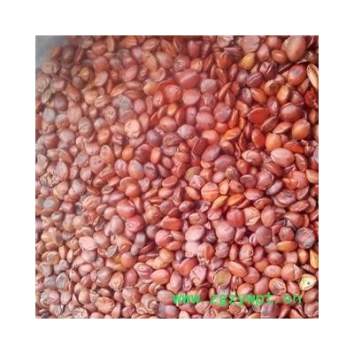 酸枣仁 统 惊爆价 数量不多   保证品质产地 山东省