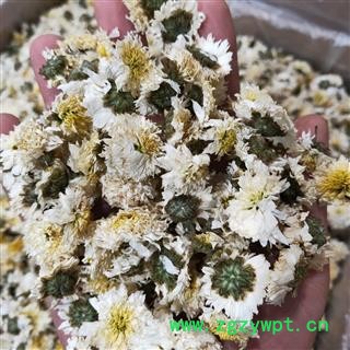 菊花 产地直销新货正品贡菊花选货，颜色好味道纯正假一赔万 产地 安徽省黄山市图3