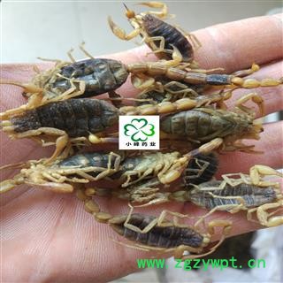 全蝎 蝎子 全虫 淡盐选货 9成干 大条 肚子无东西 新货 颜色好 产地 山东省图2