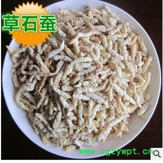 地蚕 土虫草,草石蚕,毛虫草,地蚕,毛石蚕 统 产地 安徽省亳州市谯城区图3