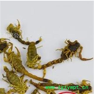 全虫 山西陕西盐水全蝎秋货 产地 山西省  双鹏药材行 可提供打粉图3