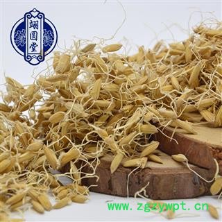 稻芽 谷芽 生稻芽 生谷芽 稻谷芽图4