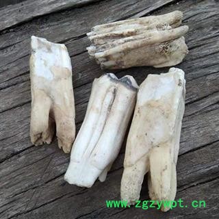 【精选】秦岭优质大块龙齿 产地直发日晒无硫 500g图2