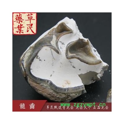 草民甄选青龙齿 龙齿大个 正品龙齿 实物如图 专业批发量大从优