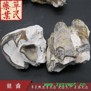 草民甄选青龙齿 龙齿大个 正品龙齿 实物如图 专业批发量大从优图3