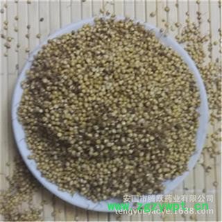 炒谷芽 炒谷芽 产地 山东 振兴中药 产地直销 重在品质图3