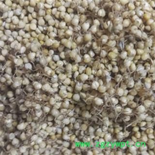 炒谷芽 炒谷芽 产地 山东 振兴中药 产地直销 重在品质图2