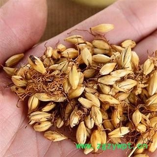秦岭野生优质炒麦芽 焦麦芽 麦芽 熟大麦芽茶500g图2