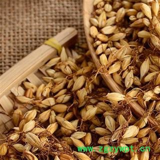 秦岭野生优质炒麦芽 焦麦芽 麦芽 熟大麦芽茶500g图3