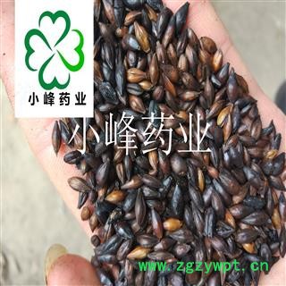 麦芽 焦麦芽 新货 选货 纯干 产地 山东省图2